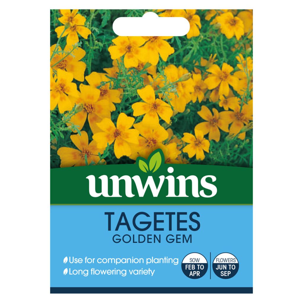Unwins Tagetes tenuifolia Golden Gem Seeds 5051618012614 2